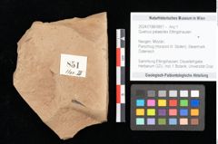 Foto (Objekt + Etikett) von Quercus palaeoilex Ettingshausen (NHMW-GEO-2024-0188-0851)